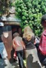 11e Festival Traditionnel au Pays du Galoubet
