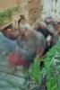 11e Festival Traditionnel au Pays du Galoubet